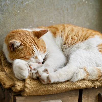 写真:スツールの上に猫が寝ています