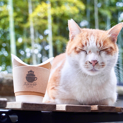写真:目を瞑ってる猫の横にコーヒーが置いてあります