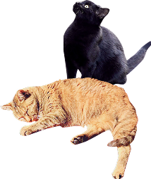 黒色と茶色の２匹の猫